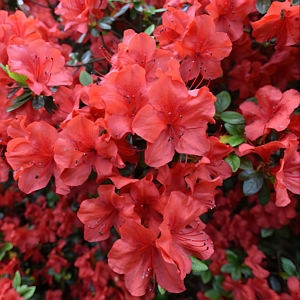 Azalea FlorAmore Red